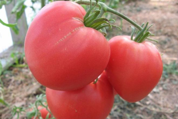 Мясистый томатный сахар. Описание сорта, фото, отзывы