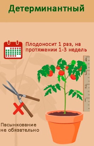 Карликовый монгольский томат. Описание сорта, фото, отзывы, кто его посадил, где купить семена, характеристики, урожайность