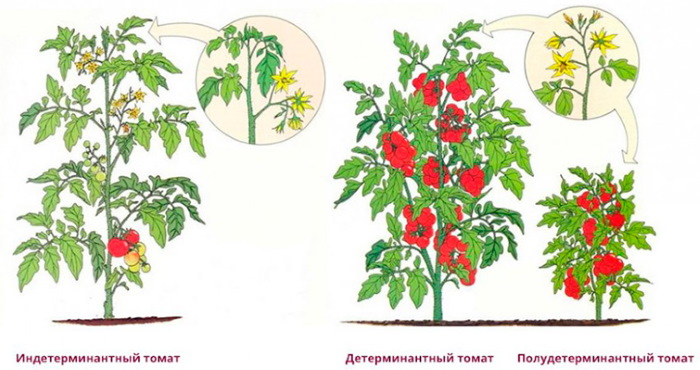 Карликовый монгольский томат. Описание сорта, фото, отзывы, кто его посадил, где купить семена, характеристики, урожайность