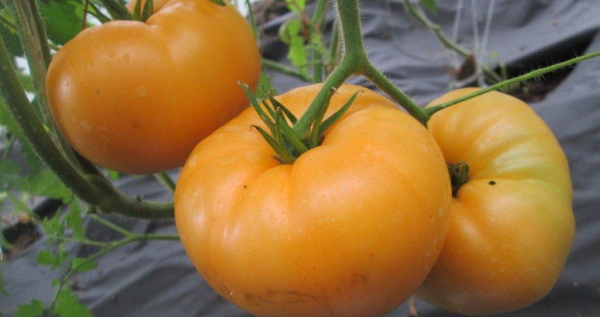 Огромный оранжевый помидор. Описание сорта, фото, отзывы