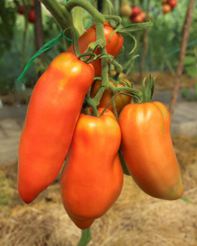 Гигантский перечный томат. Описание сорта, фото, отзывы, характеристики
