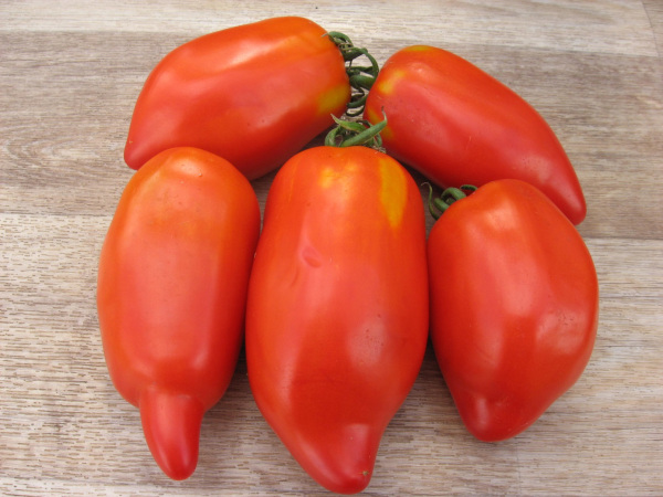 Гигантский перечный томат. Описание сорта, фото, отзывы, характеристики