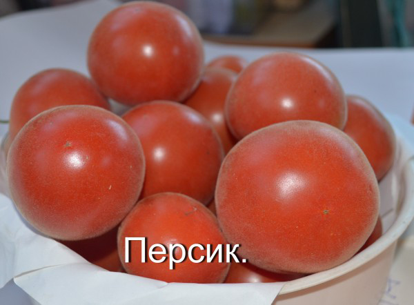 Персиковый помидор. Описание сорта, фото, отзывы