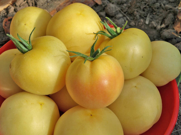 Персиковый помидор. Описание сорта, фото, отзывы