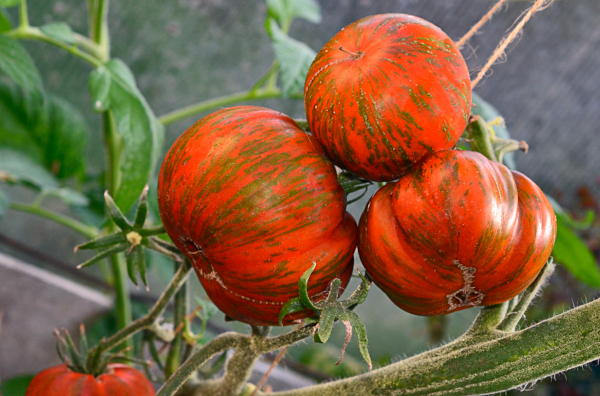 Полосатый шоколадный помидор. Описание сорта, фото, отзывы, характеристики