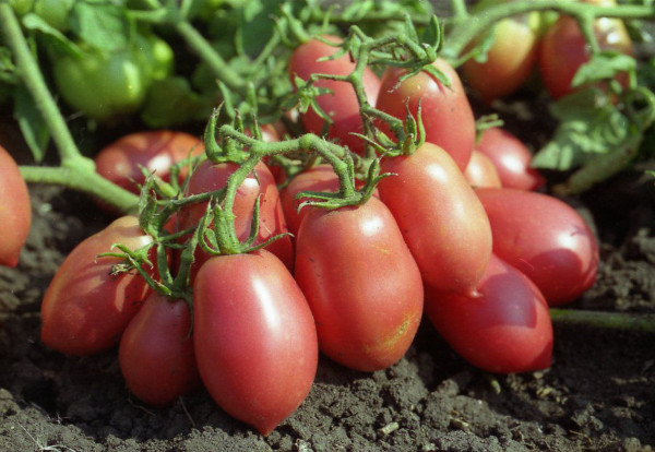 Русские томатные колокольчики. Отзывы, фото, урожайность, характеристики сорта