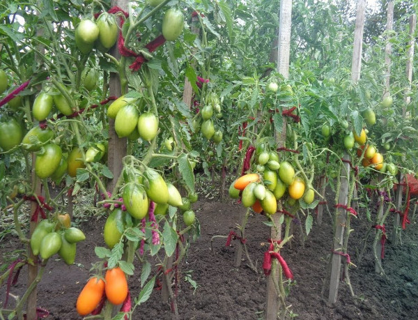 Русские томатные колокольчики. Отзывы, фото, урожайность, характеристики сорта