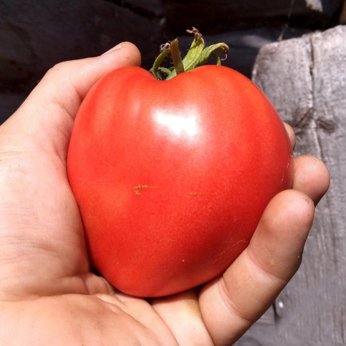 Севрюга помидор. Описание сорта, фото, отзывы