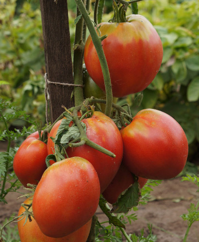Севрюга помидор. Описание сорта, фото, отзывы