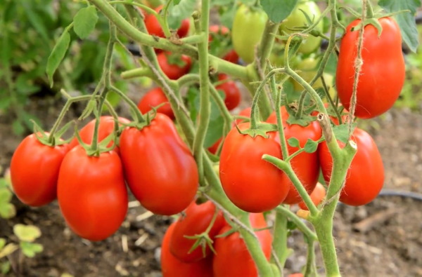 Столыпин помидор. Описание сорта, фото, отзывы, урожайность, характеристики