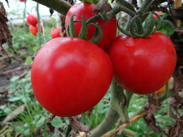 Ультраранний томат. Описание сорта, фото, отзывы, характеристики