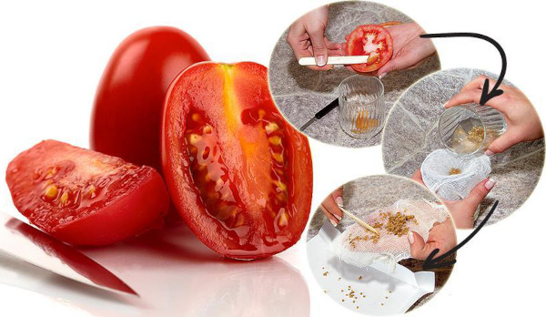 Ультраранний томат. Описание сорта, фото, отзывы, характеристики