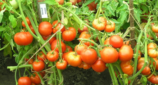 Белые фаршированные помидоры. Описание сорта, фото, отзывы