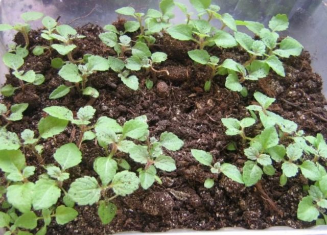 Вербена гибридная: выращивание из семян в домашних условиях, фото