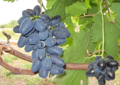 Афонский виноград. Описание сорта, фото, отзывы