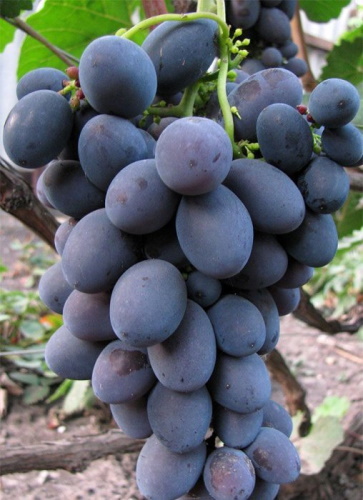 Фуршетный виноград. Описание сорта, фото, отзывы