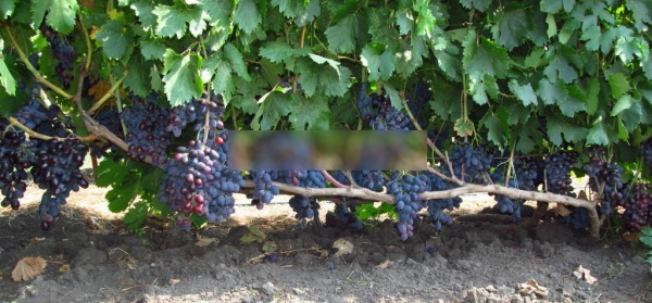 Фуршетный виноград. Описание сорта, фото, отзывы