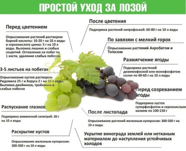 Молдавский виноград. Описание сорта, фото, отзывы, сахаристость, обрезка, выращивание, уход