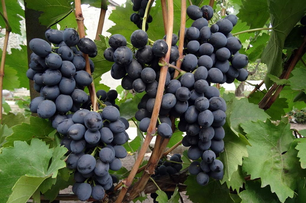 Молдавский виноград. Описание сорта, фото, отзывы, сахаристость, обрезка, выращивание, уход