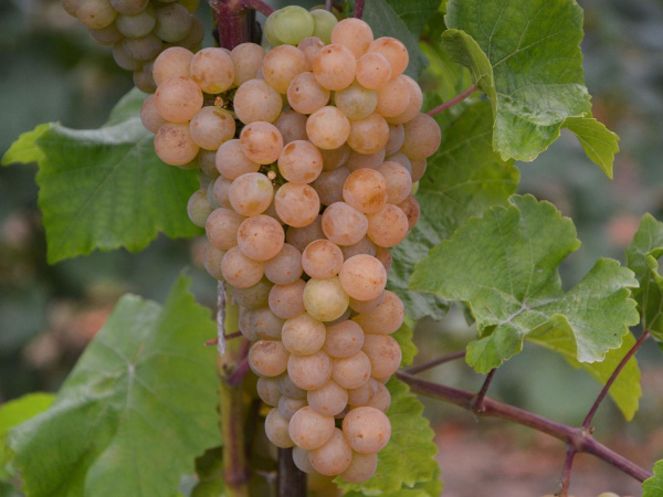 Платовский виноград. Описание сорта, фото, отзывы