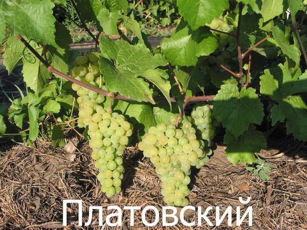 Платовский виноград. Описание сорта, фото, отзывы