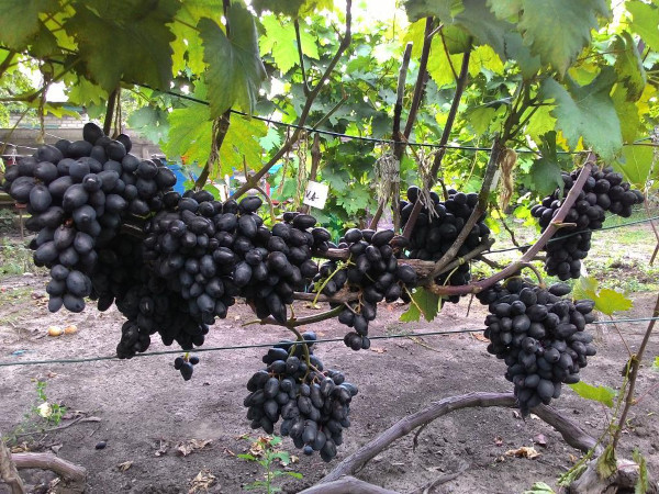 Ромбический виноград. Описание сорта, фото, отзывы