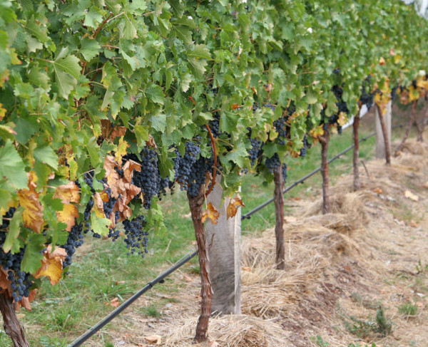 Ромбический виноград. Описание сорта, фото, отзывы