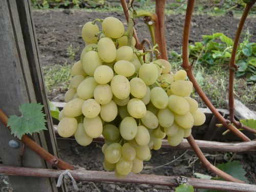 Виноград в Подмосковье. Выращивание без теплицы, весенний уход, фото, сорта