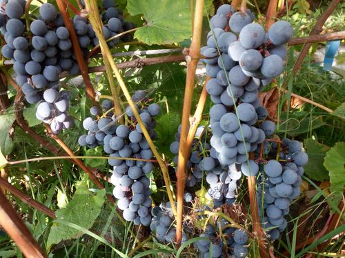 Виноград в Подмосковье. Выращивание без теплицы, весенний уход, фото, сорта