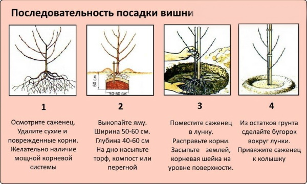 Владимирская вишня. Описание сорта, фото, отзывы, опылители