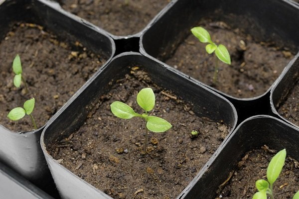 Выращивание баклажанов пошагово в теплице из семян. Фото, как растет, сорта, уход