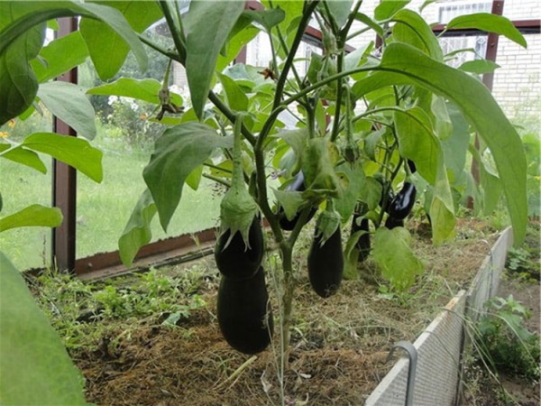 Выращивание баклажанов пошагово в теплице из семян. Фото, как растет, сорта, уход
