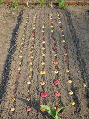 Выращивание гладиолусов в открытом грунте