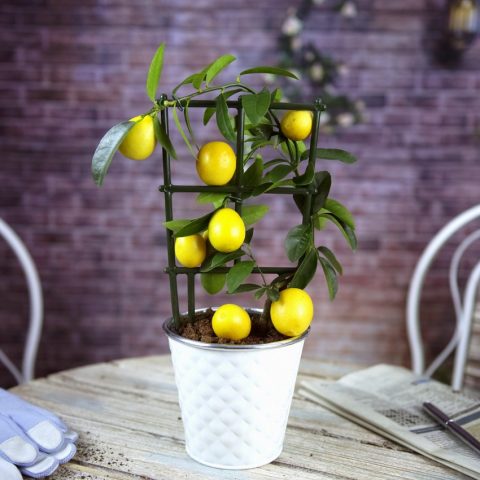 Выращивание лимона (лимонного дерева) из косточки в домашних условиях