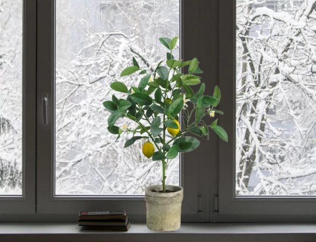 Выращивание лимона (лимонного дерева) из косточки в домашних условиях