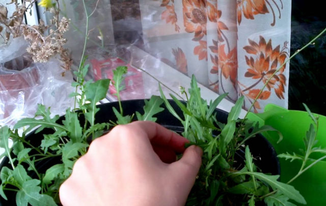 Выращивание рукколы из семян на подоконнике: уход и подкормка