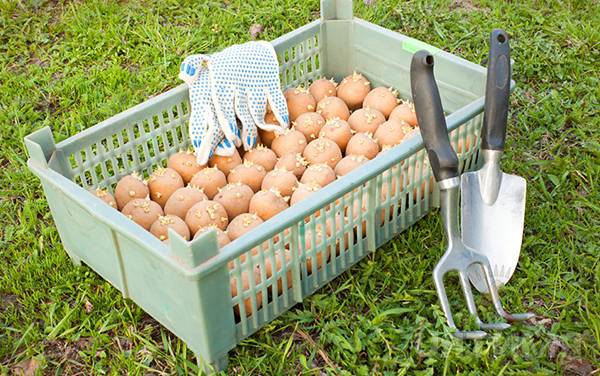 Защита картофеля от колорадского жука перед посадкой