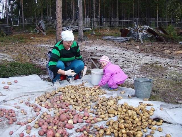 Защита картофеля от колорадского жука перед посадкой