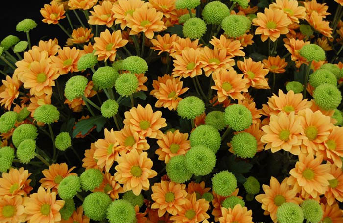 Зеленые хризантемы. Фото, название, сорта, описание