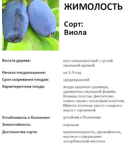 Жимолость. Сорта с фото и описанием для Поволжья, Подмосковья, Сибири, средней полосы