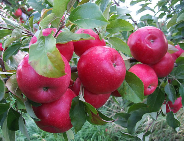 Зимние сорта яблок. Фото с названием и описанием