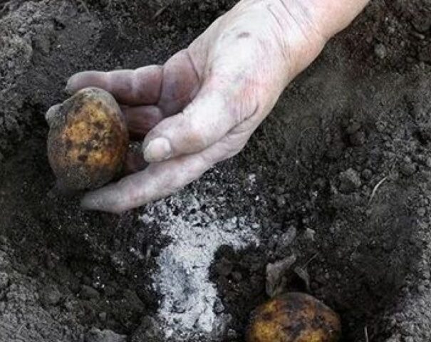Зола при посадке картофеля в лунку: вносить, полезно или нет