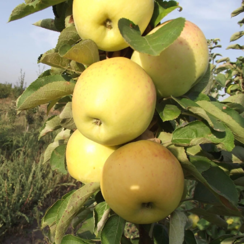 Лучшие разновидности колоновидных яблонь для средней полосы России