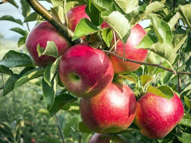 Сорт яблок Беркутовское: фото и описание, отзывы