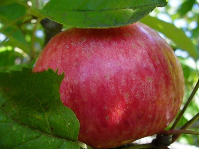 Вид яблони Медуница: изображение и описание разновидности