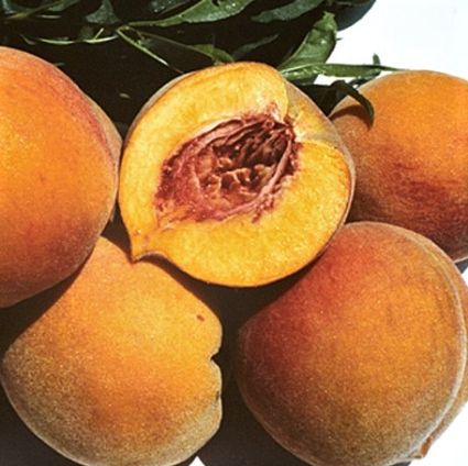 Различные сорта персика
