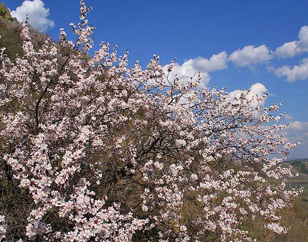 Как посадить абрикос весной: пошаговое руководство