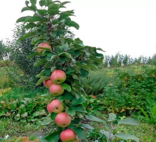 Сорт яблони Останкино: фото и описание