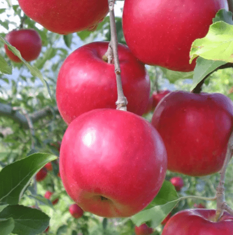 Сорта яблонь, устойчивых к парше: для Подмосковья, на Урале