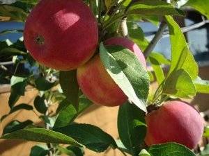 Сорт яблони Серебряное копытце
